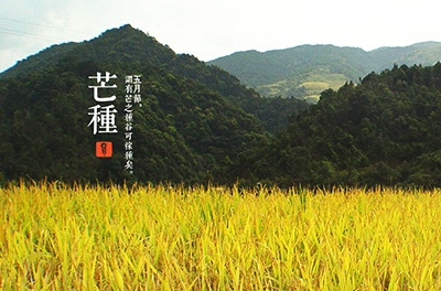 芒種，忙忙栽